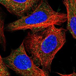 FAM21A Antibody, Novus Biologicals 100uL; Unlabeled:Antibodies, Polyclonal
