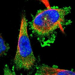 FAM29A Antibody, Novus Biologicals:Antibodies:Primary Antibodies