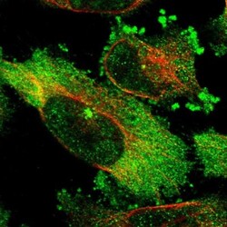 FAM29A Antibody, Novus Biologicals:Antibodies:Primary Antibodies