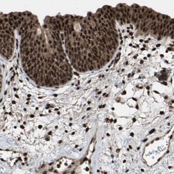 FAM29A Antibody, Novus Biologicals:Antibodies:Primary Antibodies