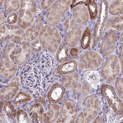 FAM36A Antibody, Novus Biologicals 0.1mL; Unlabeled:Antibodies, Polyclonal