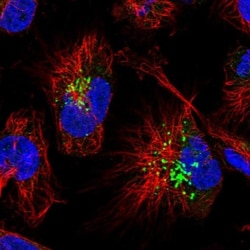FAM3C Antibody, Novus Biologicals 0.1mL; Unlabeled:Antibodies, Polyclonal