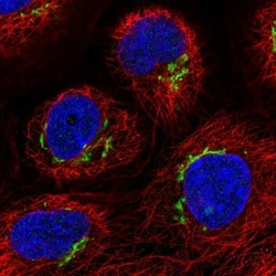FAM3C Antibody, Novus Biologicals:Antibodies:Primary Antibodies