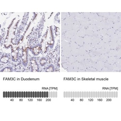 FAM3C Antibody, Novus Biologicals:Antibodies:Primary Antibodies