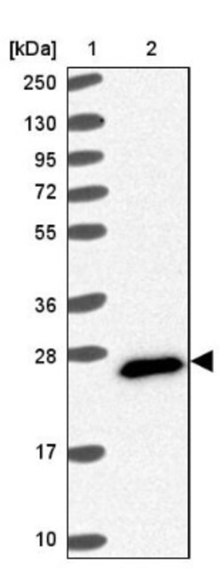 FAM3C Antibody, Novus Biologicals:Antibodies:Primary Antibodies