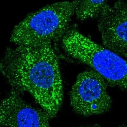 FAM43A Antibody, Novus Biologicals:Antibodies:Primary Antibodies