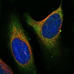 FAM43B Antibody, Novus Biologicals 0.1mL; Unlabeled:Antibodies, Polyclonal