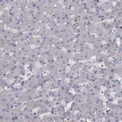 FAM53A Antibody, Novus Biologicals 0.1mL; Unlabeled:Antibodies, Polyclonal