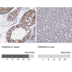 FAM53A Antibody, Novus Biologicals 0.1mL; Unlabeled:Antibodies, Polyclonal