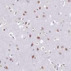 FAM55A Antibody, Novus Biologicals 25 &mu;L, Unlabeled:Antibodies, Polyclonal