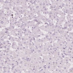 FAM55A Antibody, Novus Biologicals 25 &mu;L, Unlabeled:Antibodies, Polyclonal