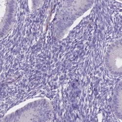 FAM55B Antibody, Novus Biologicals 25 &mu;L, Unlabeled:Antibodies, Polyclonal