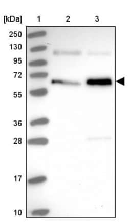 MINDY2 Antibody, Novus Biologicals 0.1mL; Unlabeled:Antibodies, Polyclonal