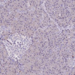 FAM69C Antibody, Novus Biologicals 25 &mu;L, Unlabeled:Antibodies, Polyclonal