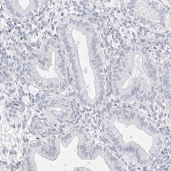 FAM71F2 Antibody, Novus Biologicals 0.1mL; Unlabeled:Antibodies, Polyclonal