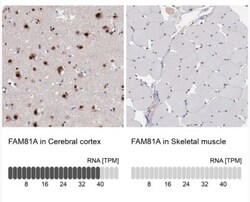 FAM81A Antibody, Novus Biologicals 25 &mu;L, Unlabeled:Antibodies, Polyclonal
