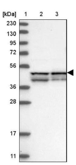 FAM82A Antibody, Novus Biologicals:Antibodies:Primary Antibodies