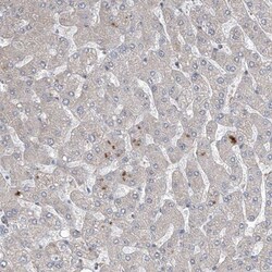 FAM83B Antibody, Novus Biologicals 25 &mu;L; Unlabeled:Antibodies, Polyclonal