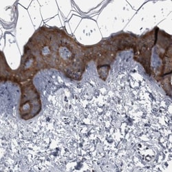 FAM83G Antibody, Novus Biologicals 25 &mu;L, Unlabeled:Antibodies, Polyclonal