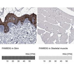 FAM83G Antibody, Novus Biologicals 25 &mu;L, Unlabeled:Antibodies, Polyclonal