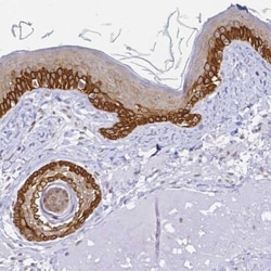 FAM83G Antibody, Novus Biologicals 25 &mu;L, Unlabeled:Antibodies, Polyclonal