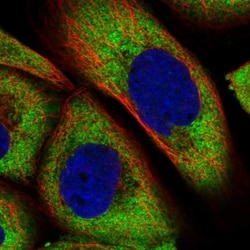 FAM83H Antibody, Novus Biologicals 0.1mL; Unlabeled:Antibodies, Polyclonal