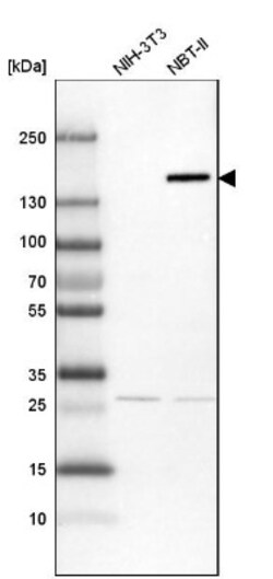 FAM83H Antibody, Novus Biologicals 0.1mL; Unlabeled:Antibodies, Polyclonal