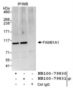 FAM91A1 Antibody, Novus Biologicals 0.1mL; Unlabeled:Antibodies, Polyclonal