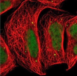 FAM98B Antibody, Novus Biologicals 0.1mL; Unlabeled:Antibodies, Polyclonal