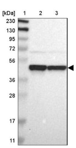 FAM98B Antibody, Novus Biologicals 0.1mL; Unlabeled:Antibodies, Polyclonal