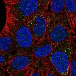 FAR1 Antibody, Novus Biologicals 0.1mL; Unlabeled:Antibodies, Polyclonal