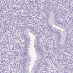 FATE1 Antibody, Novus Biologicals 0.1mL; Unlabeled:Antibodies, Polyclonal
