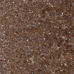 FBPase 1 Antibody, Novus Biologicals 25 &mu;L; Unlabeled:Antibodies, Polyclonal
