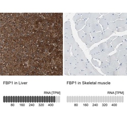 FBPase 1 Antibody, Novus Biologicals 25 &mu;L; Unlabeled:Antibodies, Polyclonal