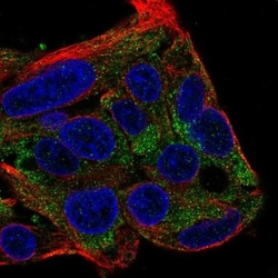 FBXL22 Antibody, Novus Biologicals:Antibodies:Primary Antibodies