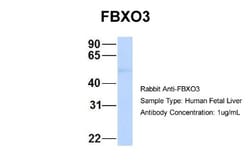 FBXO3 Antibody, Novus Biologicals:Antibodies:Primary Antibodies