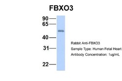 FBXO3 Antibody, Novus Biologicals:Antibodies:Primary Antibodies