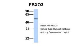 FBXO3 Antibody, Novus Biologicals:Antibodies:Primary Antibodies