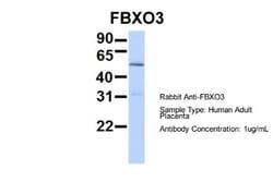FBXO3 Antibody, Novus Biologicals:Antibodies:Primary Antibodies