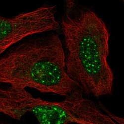 FBXO48 Antibody, Novus Biologicals:Antibodies:Primary Antibodies