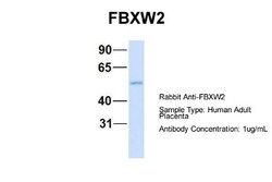 FBXW2 Antibody, Novus Biologicals 100&mu;L; Unlabeled:Antibodies, Polyclonal