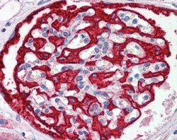 FBXW7/Cdc4 Antibody, Novus Biologicals 100 &mu;L | Buy Online | Novus Biologicals | Fisher Scientific