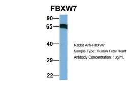 FBXW7/Cdc4 Antibody, Novus Biologicals 100 &mu;L | Buy Online | Novus Biologicals | Fisher Scientific