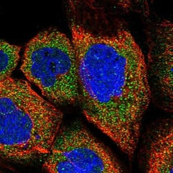 FBXW8 Antibody, Novus Biologicals 0.1mL; Unlabeled:Antibodies, Polyclonal