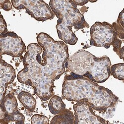 FBXW8 Antibody, Novus Biologicals 0.1mL; Unlabeled:Antibodies, Polyclonal