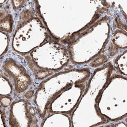 FBXW8 Antibody, Novus Biologicals 0.1mL; Unlabeled:Antibodies, Polyclonal