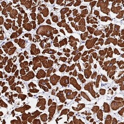 FBXW9 Antibody, Novus Biologicals 25 &mu;L; Unlabeled:Antibodies, Polyclonal