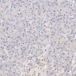 FCGBP Antibody, Novus Biologicals 0.1mL; Unlabeled:Antibodies, Polyclonal
