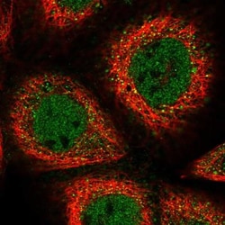 FCHSD1 Antibody, Novus Biologicals 0.1mL; Unlabeled:Antibodies, Polyclonal
