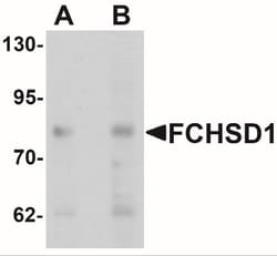 FCHSD1 Antibody - BSA Free, Novus Biologicals 0.1mg; Unlabeled:Antibodies,